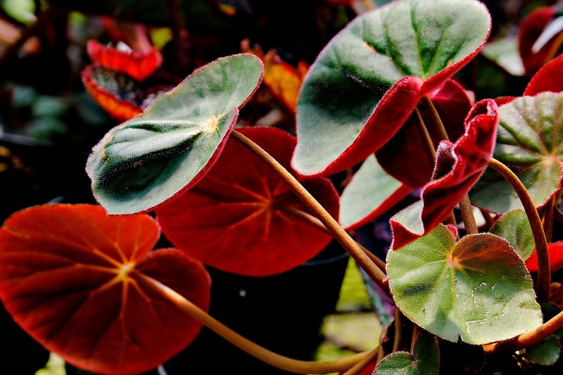 Indoor vs. Outdoor Plants