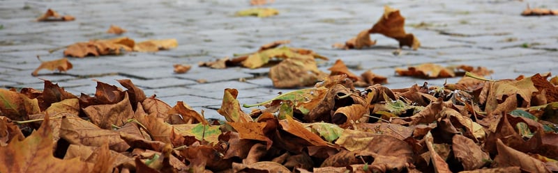 Autumn Display