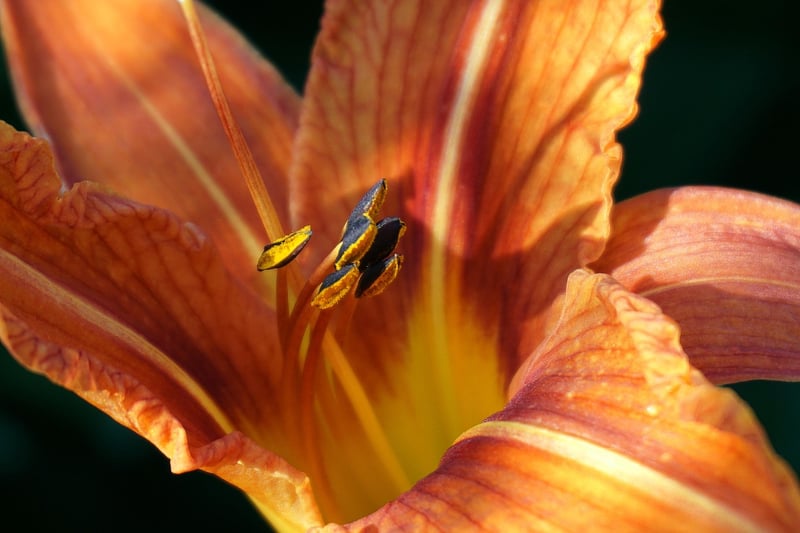 Daylilies