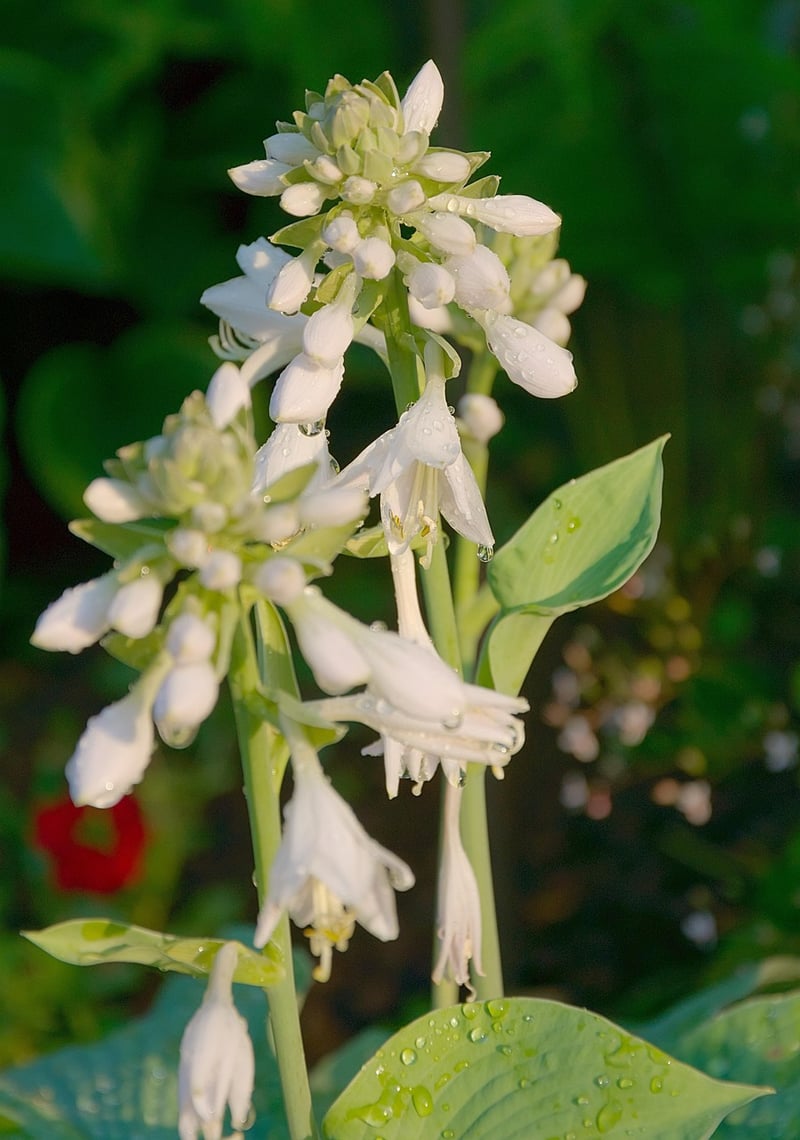 Hostas